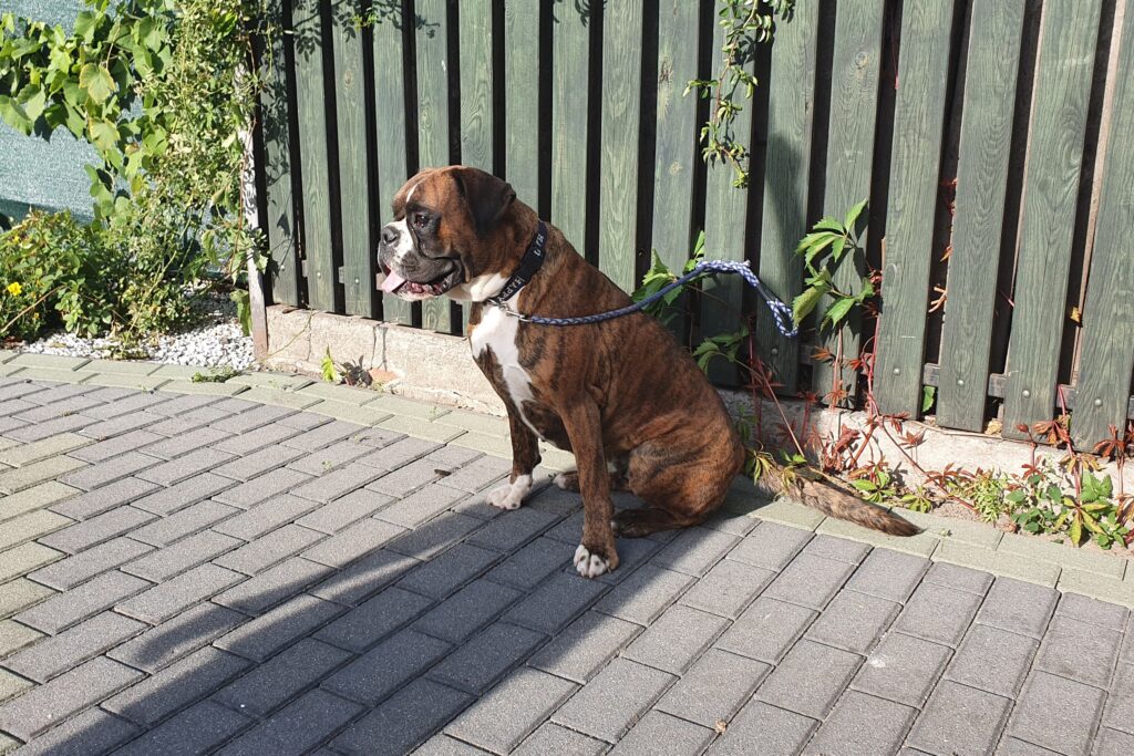 Gilli - bokserka - hodowla monbaja