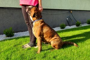 suka hodowlana rasy bokser