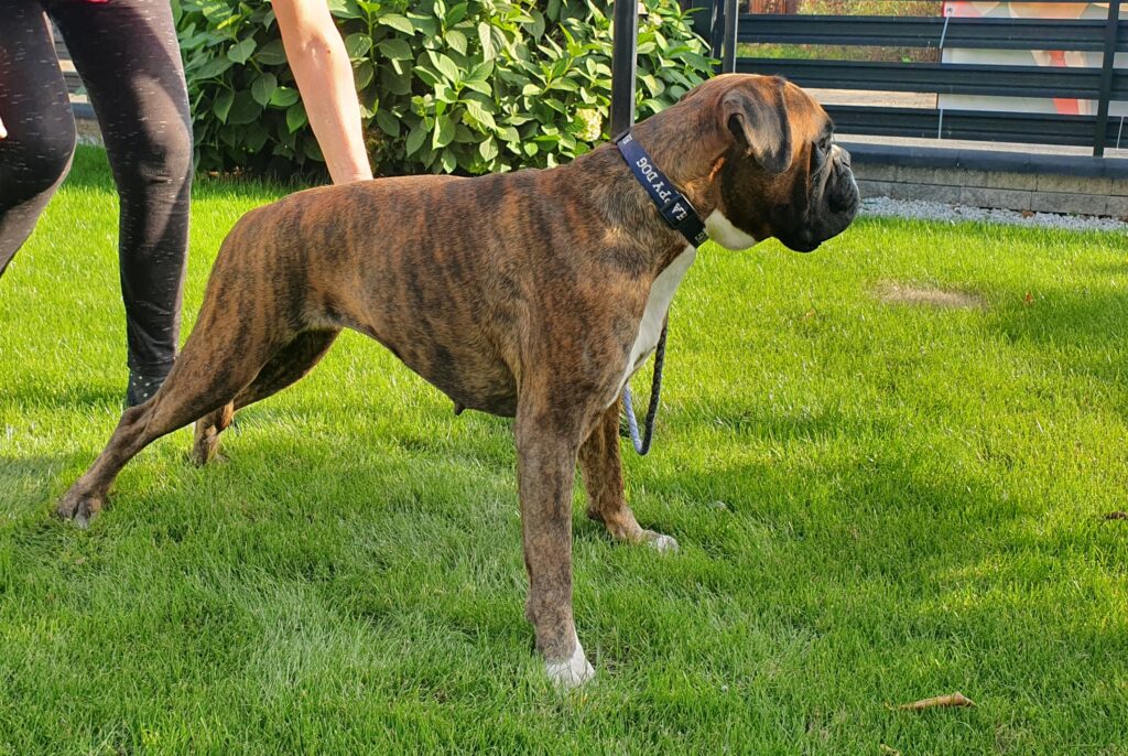 suka hodowlana rasy bokser - hodowla Monbaja