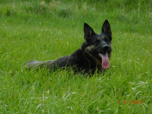 Bafi Monbaja - owczarek niemiecki