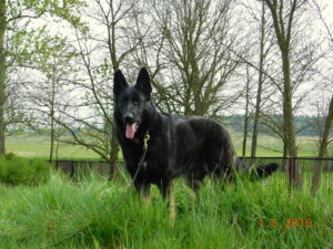 Cinda Monbaja - owczarek niemiecki krótkowłosy