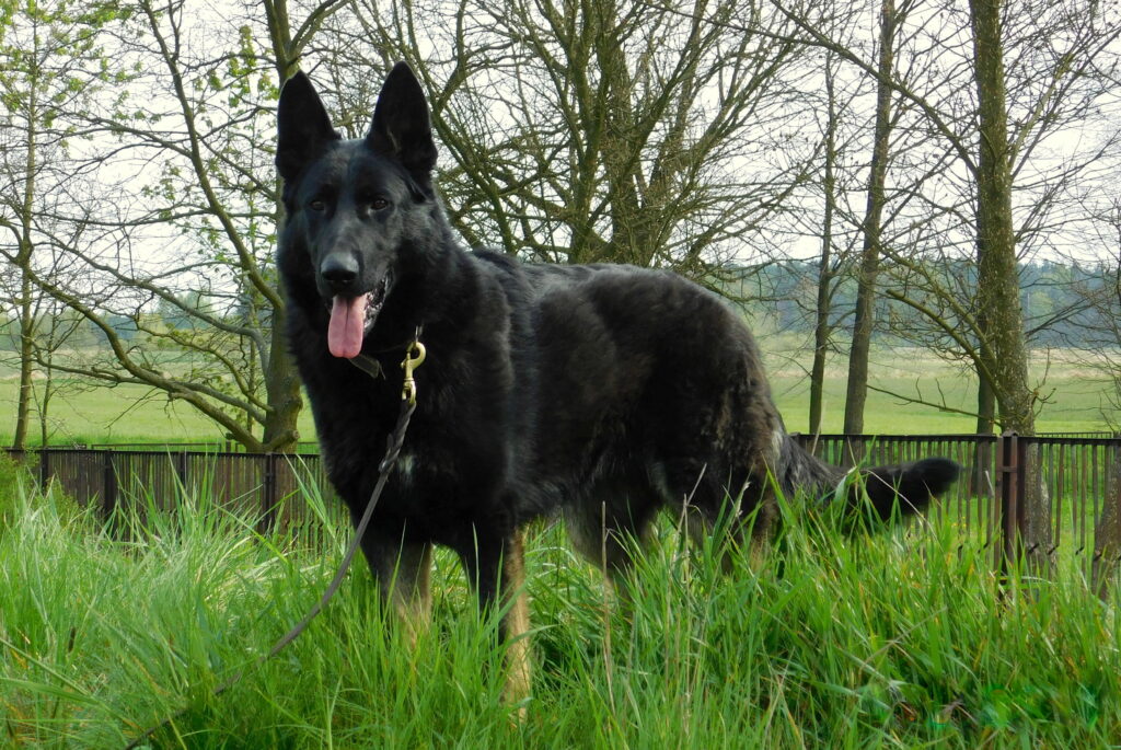 Cinda Monbaja - owczarek niemiecki krótkowłosy