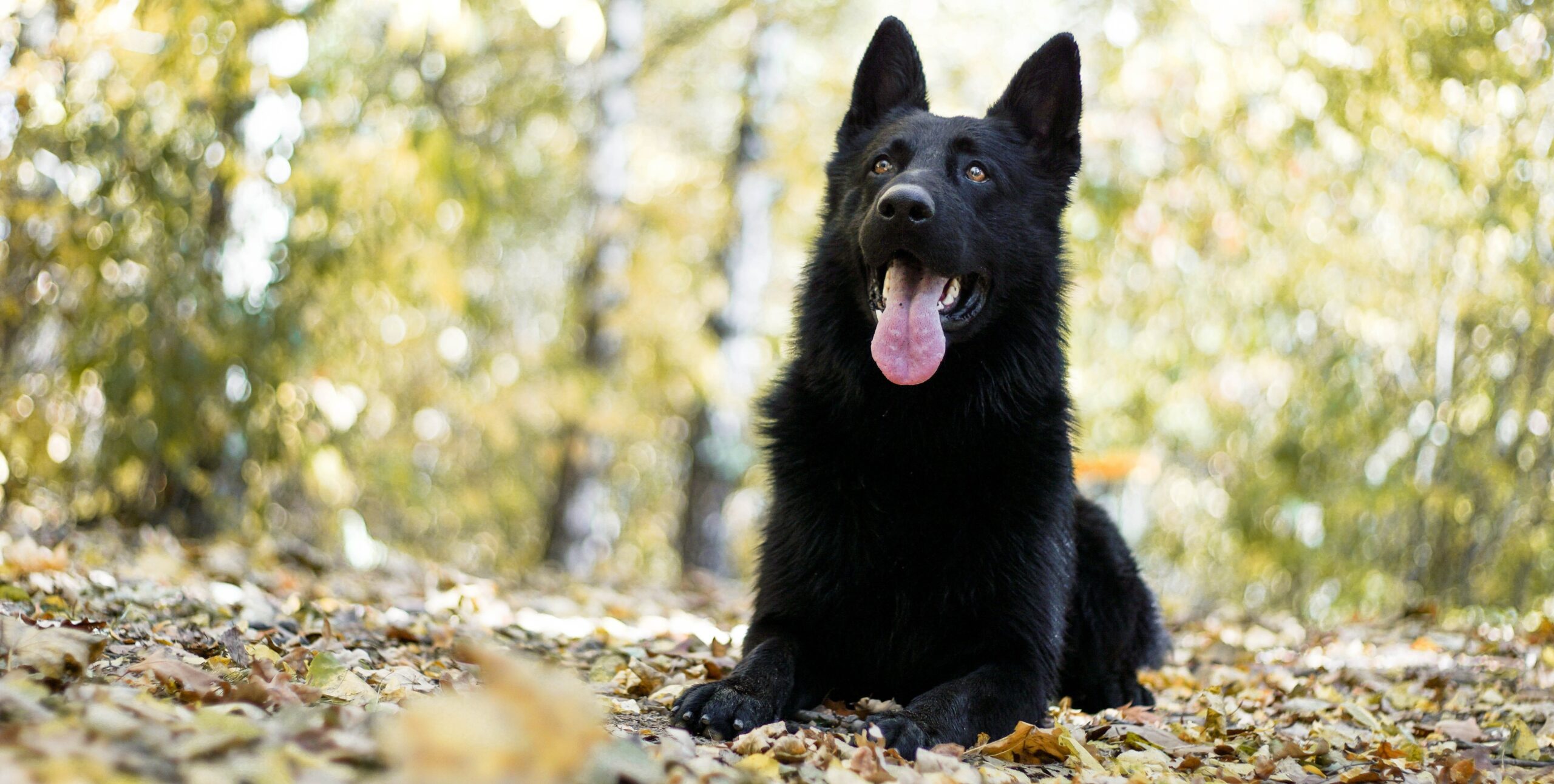 Pies owczarek niemiecki