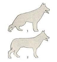 Czym różni się owczarek niemiecki użytkowy od wystawowego?